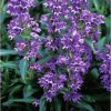 Penstemon Virgatus Blue Buckle